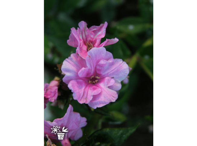 Phlox paniculata   'Zenobia'